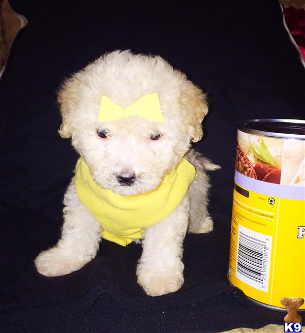 maltipoo puppy posted by NEW PUPPIES